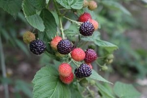 Benefits of eating berries!